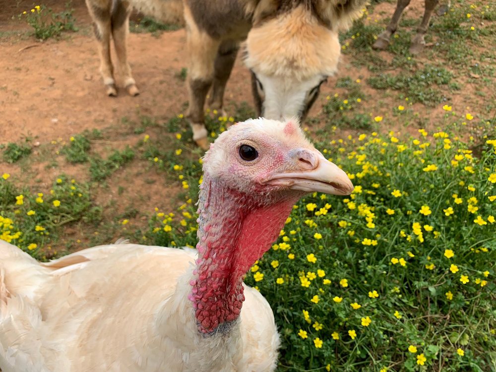 LAKOTA RANCH FARM STORE Updated October 2024 9272 Big Horn Rd