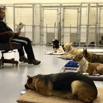 Trouwe Hond K-9 - Pet Training Near Me - Hanover, Massachusetts