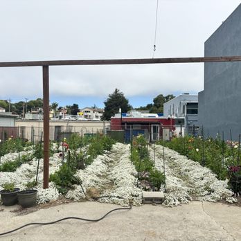 Manuel's Mexican Restaurant - Private dahlia garden. - Mexican Near Me - Aptos, California