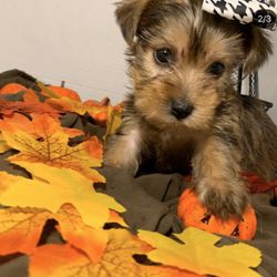 Kb pupps - #MicroYorkie female Rehomed