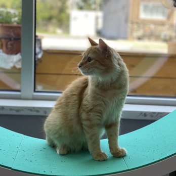 Cat Nook Cafe - Sweet Euro for adoption. - Pet Adoption Near Me - Norwood, Pennsylvania Cat Nook Cafe - Sweet Euro for adoption. - Pet Adoption Near Me - Norwood, Pennsylvania