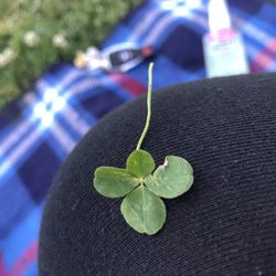 Los Gatos Civic Center - Discover a 4 leaf clover among all the 3 leaf clovers