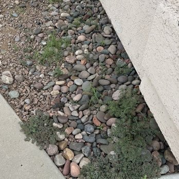 Premium Irrigation and Landscaping - Weed they supposed to remove - Irrigation Near Me Premium Irrigation and Landscaping - Weed they supposed to remove - Irrigation Near Me