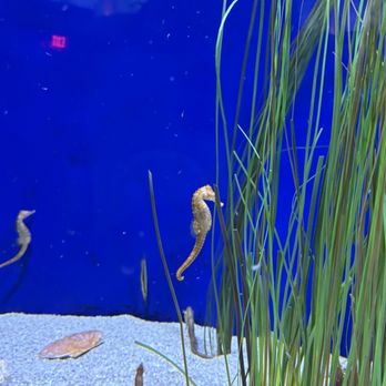 Aquarium At The Boardwalk - I loved seeing the seahorses - Aquariums Near Me - Branson, Missouri