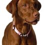 Photo of Rusty Dog Ranch Vizslas