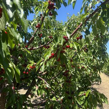 Diablo Cherries - Pick Your Own Farms Near Me - Brentwood, California