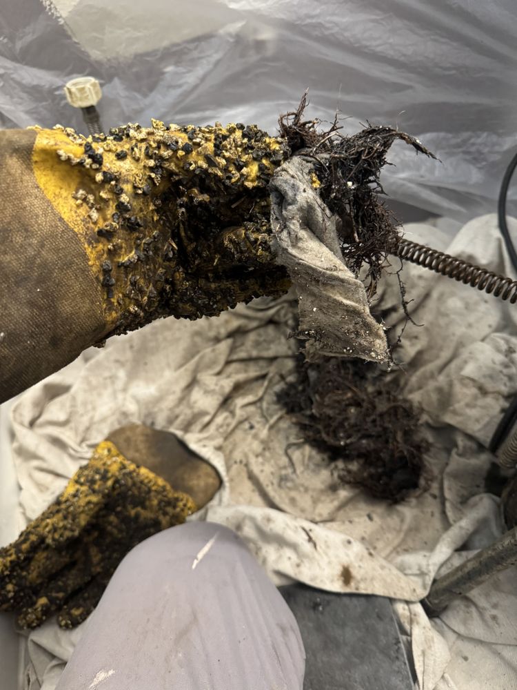 Slide of Root Busters