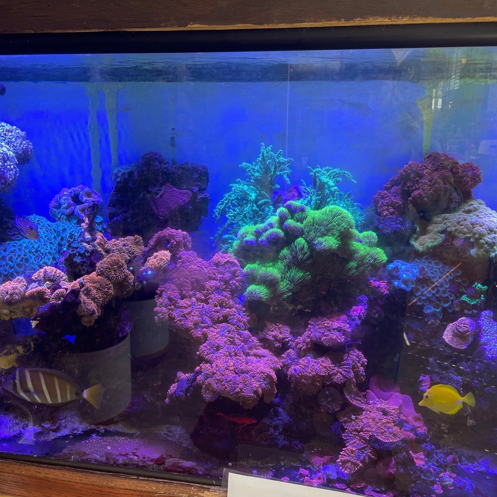 Pho Hoang Long - Aquarium - Vietnamese Near Me - Marietta, Georgia Pho Hoang Long - Aquarium - Vietnamese Near Me - Marietta, Georgia
