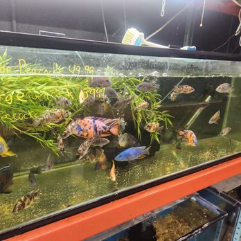 Fish N Tanks - Fishes galore - Aquarium Services Near Me - Bakersfield, California