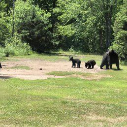 a family of black bears a family of black bears