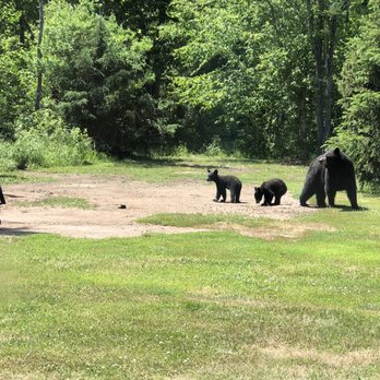 Konteka Black Bear Resort - a family of black bears - Hotels Near Me - White Pine, Michigan Konteka Black Bear Resort - a family of black bears - Hotels Near Me - White Pine, Michigan