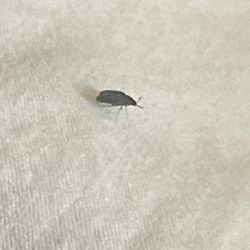 Quechan Casino Resort - Closeup of one of the bed bugs.