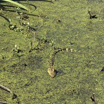 Armand Bayou Nature Center - Parks Near Me - Pasadena, Texas Armand Bayou Nature Center - Parks Near Me - Pasadena, Texas