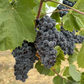 Lone Point Cellars - Venues & Event Spaces Near Me - Brewster, Washington Lone Point Cellars - Venues & Event Spaces Near Me - Brewster, Washington