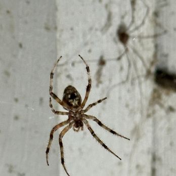 Cooper Lake State Park - Doctors Creek Unit - Orb Weaving Spider? - Parks Near Me - Cooper, Texas Cooper Lake State Park - Doctors Creek Unit - Orb Weaving Spider? - Parks Near Me - Cooper, Texas