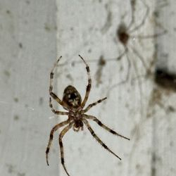 Cooper Lake State Park - Doctors Creek Unit - Orb Weaving Spider?