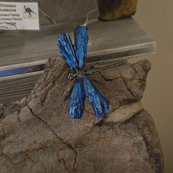 Tyrannostorus - Gem dragonfly - Kids Activities Near Me - Mesa, Arizona Tyrannostorus - Gem dragonfly - Kids Activities Near Me - Mesa, Arizona