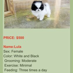 Snow Pomeranins - The Puppy we tried to purchase.