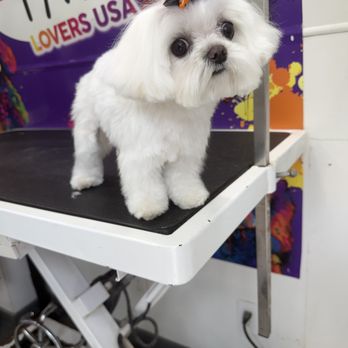 Dog Special Grooming - Pet Groomers Near Me Dog Special Grooming - Pet Groomers Near Me