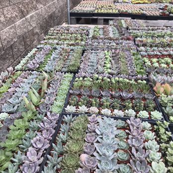 OC Succulents - Nurseries & Gardening Near Me - Irvine, California