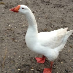 Tax Pros - Frankie the Goose says!