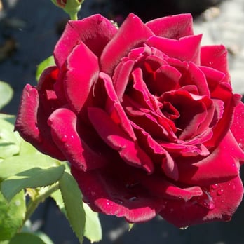 Harris Nursery - Nurseries & Gardening Near Me - Tyler, Texas