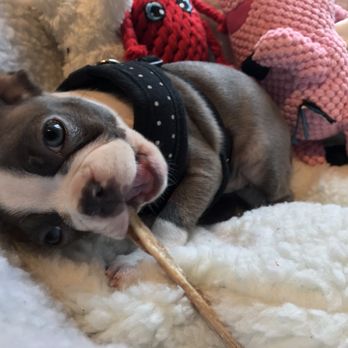 BONeJOUR - Sunday loving her new goodies! - Pet Stores Near Me - Philadelphia, Pennsylvania