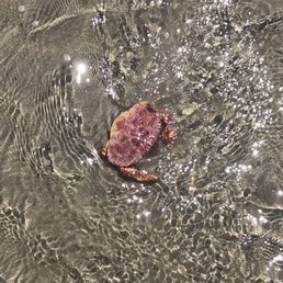 Beautiful sea life and the beach is bordered by rocks that are fun to explore.