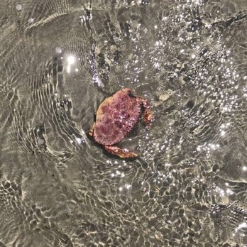 Wallis Sands State Beach - Beautiful sea life and the beach is bordered by rocks that are fun to explore. - Beaches Near Me - Rye, New Hampshire