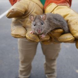 Summit Wildlife Removal