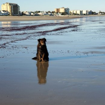 Alouette Beach Resort - Beach and dog - Resorts Near Me - Old Orchard Beach, Maine