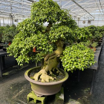 Brussel's Bonsai Nursery - Nurseries & Gardening Near Me - Olive Branch, Mississippi