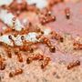 Photo of MACE Pest Services