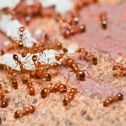 MACE Pest Services