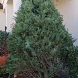 Levi’s Tree Farm - Our Big Boy this year