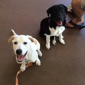 Fido's Finest Dog Training - Pet Training Near Me Fido's Finest Dog Training - Pet Training Near Me
