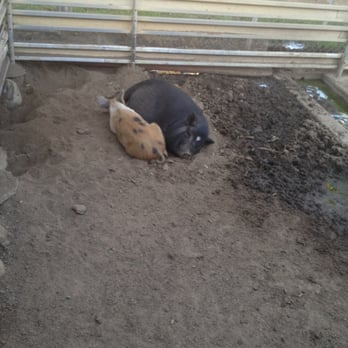 Montebello Barnyard Zoo - Pigs did not want to be fed - Petting Zoos Near Me - Montebello, California Montebello Barnyard Zoo - Pigs did not want to be fed - Petting Zoos Near Me - Montebello, California