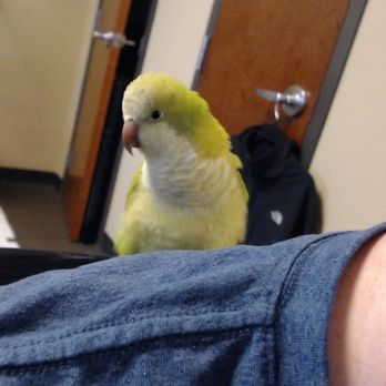 Dubey's Pet World - Benny, my 5 month old Quaker parrot - Pet Stores Near Me - Graham, North Carolina