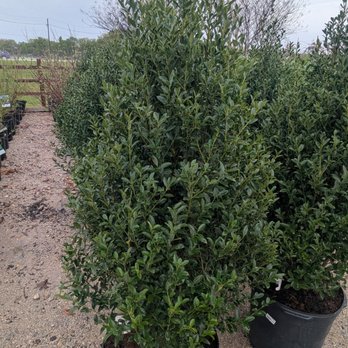 Home Grown Plants - Nurseries & Gardening Near Me - Farmersville, Texas