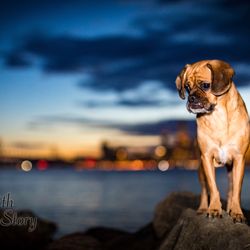 Pets With a Story - Loving the San Fransisco sky line!