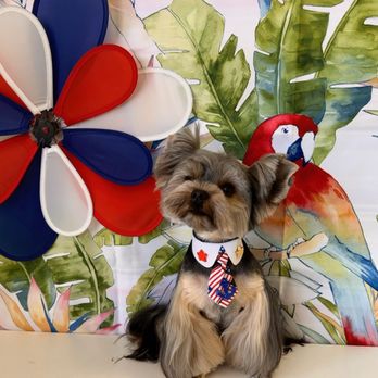 Pup E Cutz - Pet Groomers Near Me - Pompano Beach, Florida