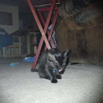 Plano Animal Services - Our baby Char Cole - Animal Shelters Near Me - Plano, Texas