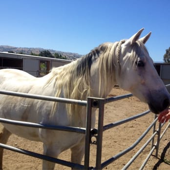 Cerro Vista Ranch and Stables - Beautiful horse and beautiful view at Cerro Vista - Horseback Riding Near Me - Livermore, California