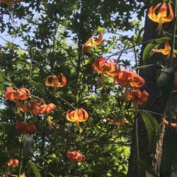 The Polly Hill Arboretum - Paw Lilly