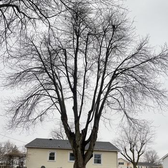 J & J Tree Service & More - before and after - Tree Services Near Me - Evansville, Indiana J & J Tree Service & More - before and after - Tree Services Near Me - Evansville, Indiana