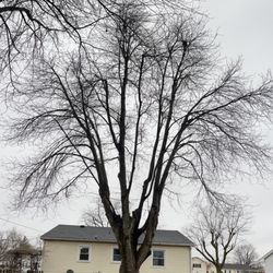 J & J Tree Service & More