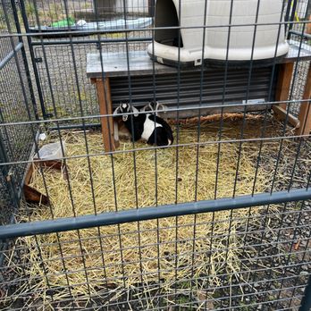 PNW Automotive - Garden Goats!!! - Auto Repair Near Me - Astoria, Oregon PNW Automotive - Garden Goats!!! - Auto Repair Near Me - Astoria, Oregon