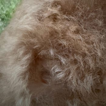 PetSmart - Missing hair in one spot. - Pet Training Near Me - Huntsville, Alabama PetSmart - Missing hair in one spot. - Pet Training Near Me - Huntsville, Alabama