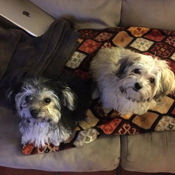 Gold Paw Dog Training - Pet Training Near Me Gold Paw Dog Training - Pet Training Near Me