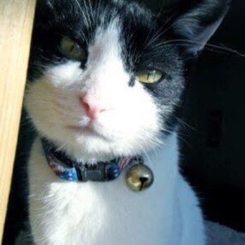 A Gentle Rest - Bobby the Japanese Bobtail - Pet Services Near Me A Gentle Rest - Bobby the Japanese Bobtail - Pet Services Near Me